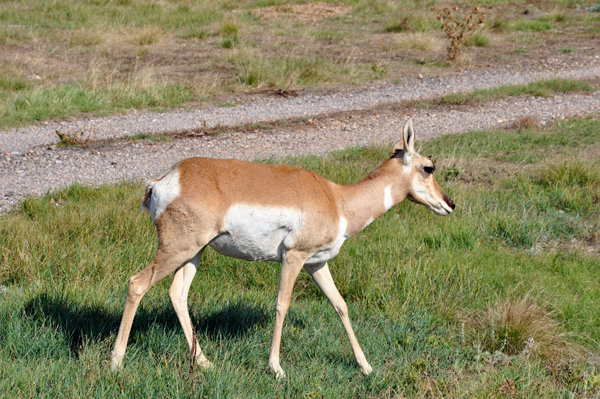 PRONGHORN