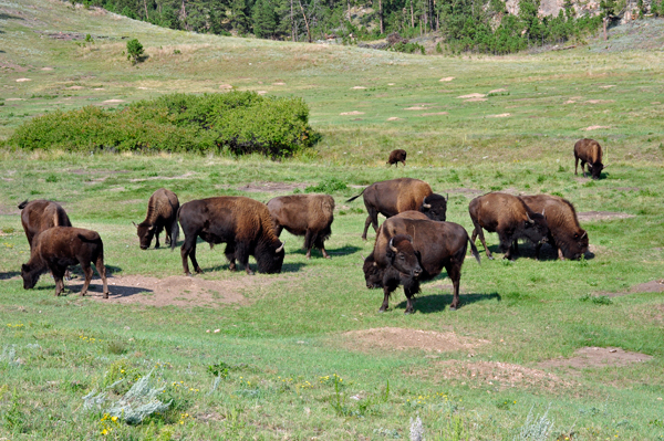 buffalo in the field