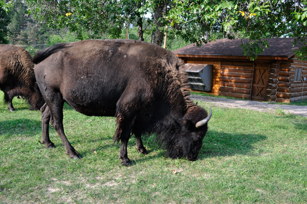 bison feeding