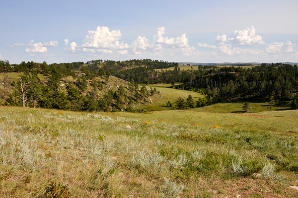 grassland plains