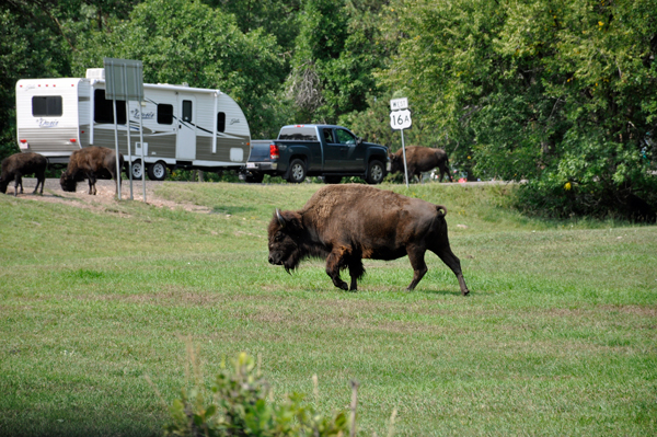 buffalo - bison at Custer State Park