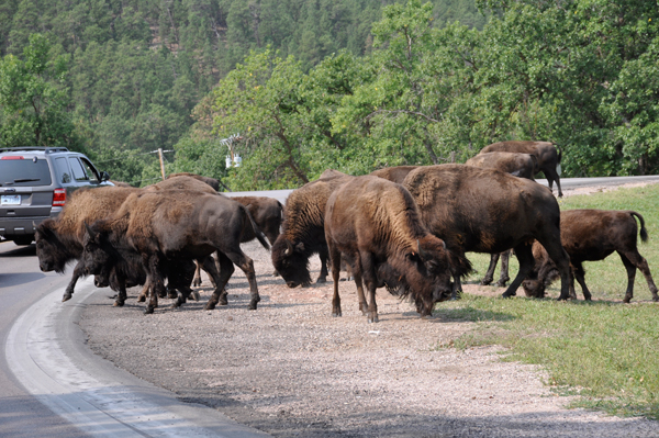 buffalo - bison at Custer State Park