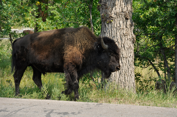 buffalo - bison at Custer State Park