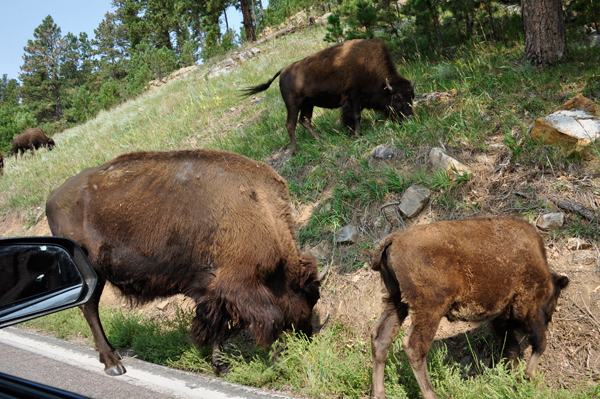 buffalo - bison at Custer State Park