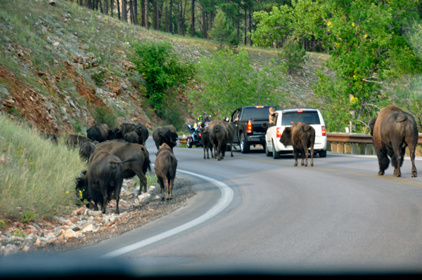 buffalo in the street