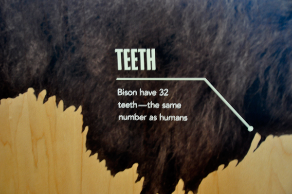 bison - buffalo have 32 teeth