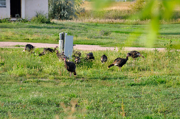 wild turkeys