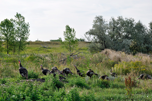 wild turkeys