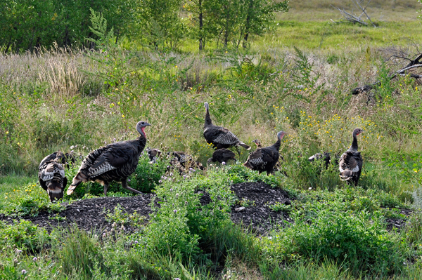 wild turkeys