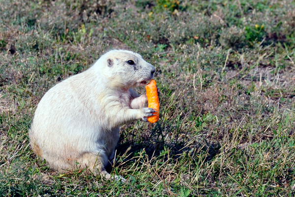 white prarie dog