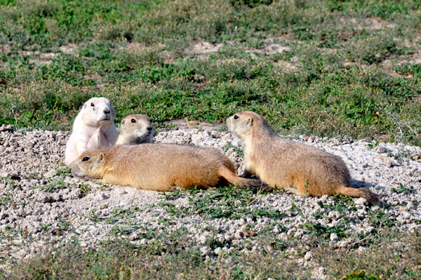 prairie dogs