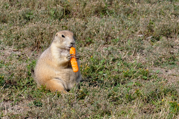 brown prairie dog