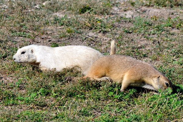 prairie dogs