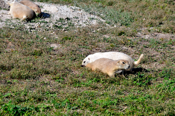 prairie dogs