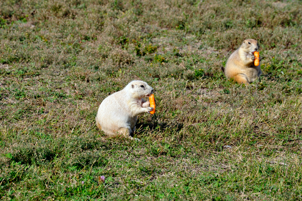 prairie dogs