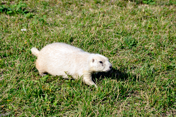 prairie dog