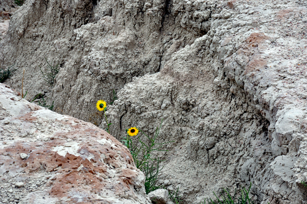 two flowers in a ditch