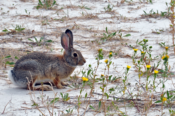 a rabbit on the bunny trail