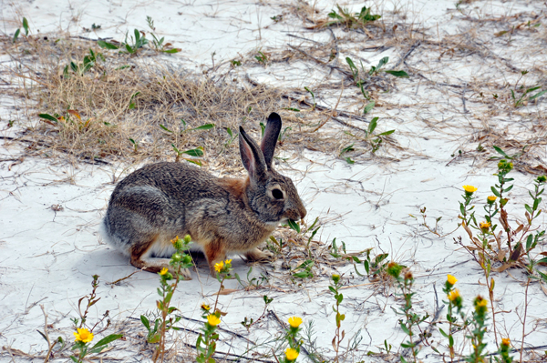 a rabbit on the bunny trail