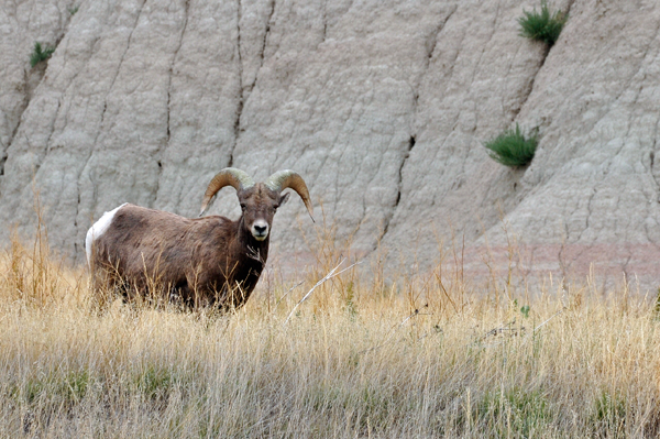 Bighorn Sheep