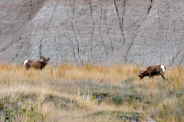 Bighorn Sheep