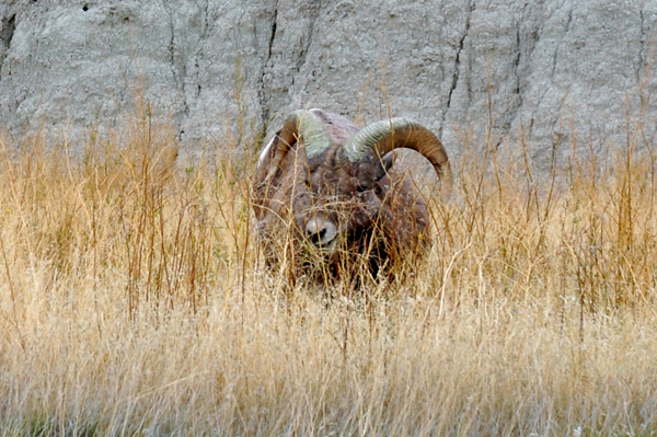 Bighorn Sheep