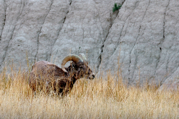 Bighorn Sheep