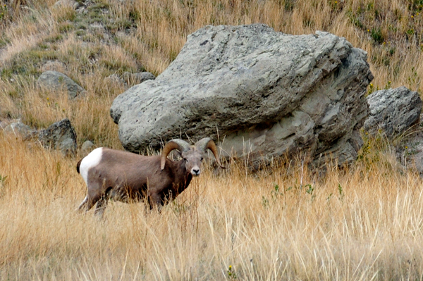 Bighorn Sheep