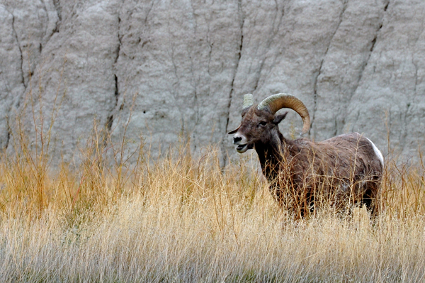 Bighorn Sheep