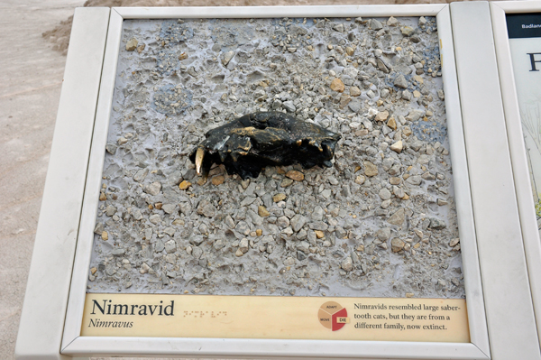 Nimravid fossil