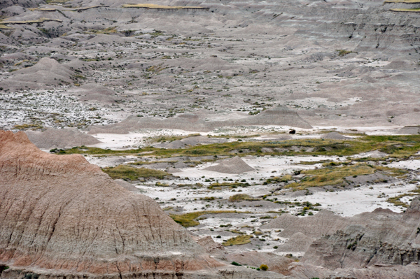 a lone buffalo