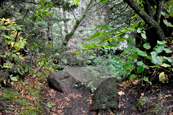 woods at Devils Gulch