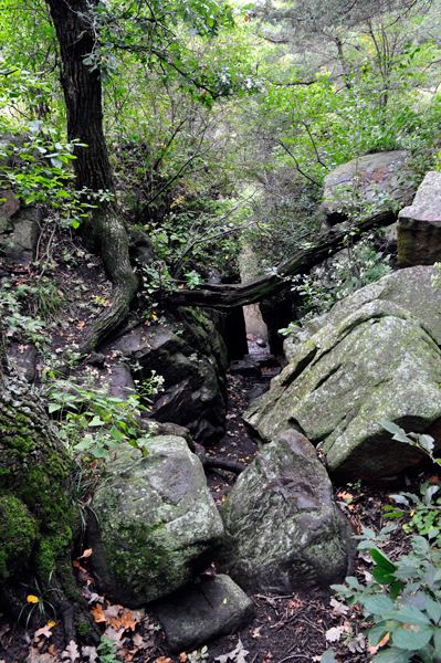 woods at Devils Gulch