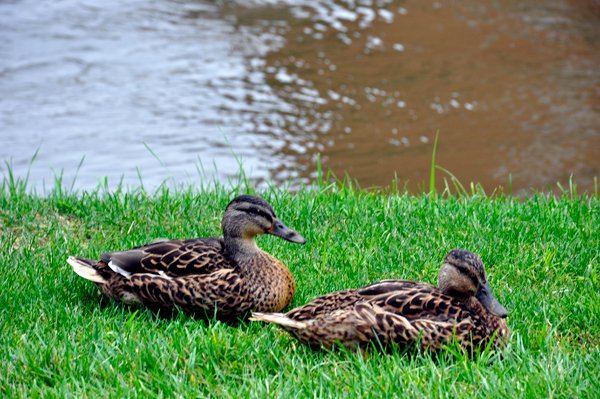 ducks sleeping