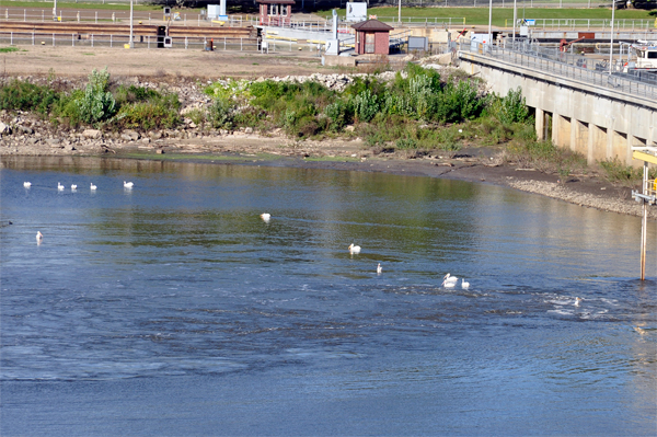 ducks at Starved Rock State Park