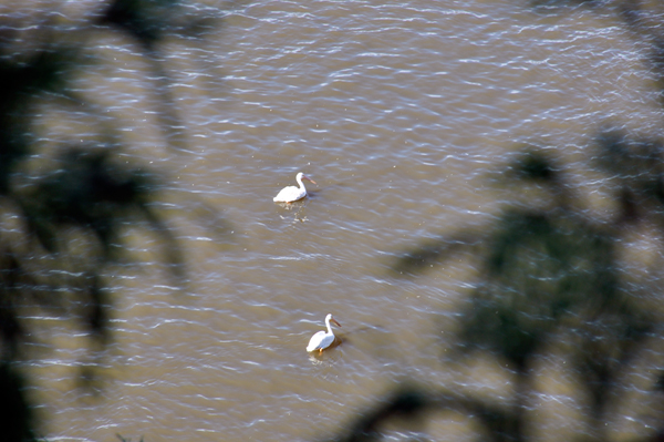 ducks at Starved Rock State Park