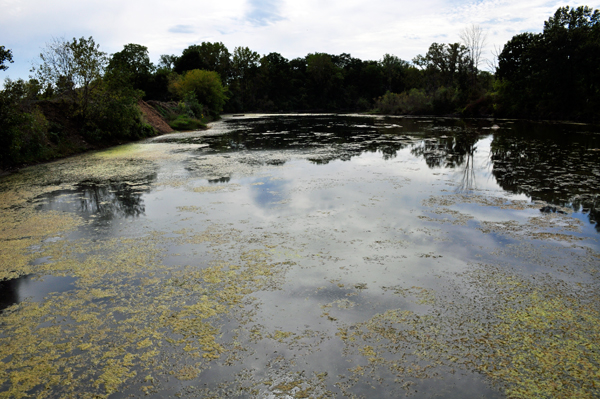 view from the pier at Keehne Nature Center