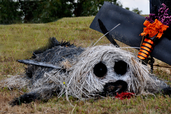 hay bale trail - dog