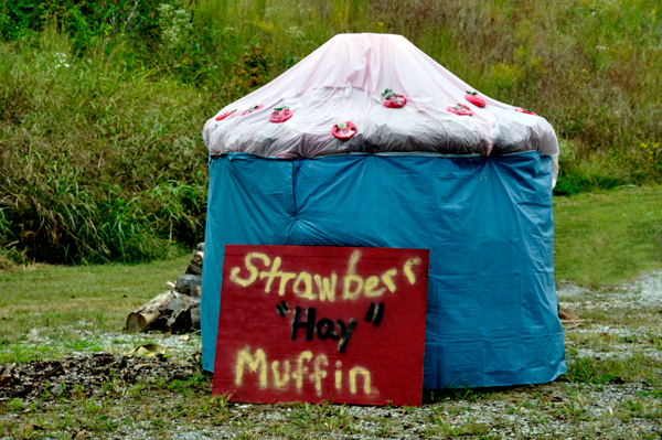 hay bale trail -  strawberry muffin