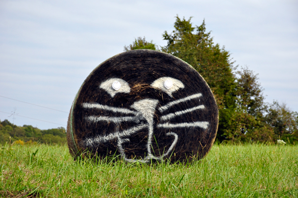 hay bale trail - cat