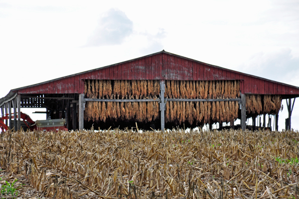 tobacco was hanging to dry in many barns.