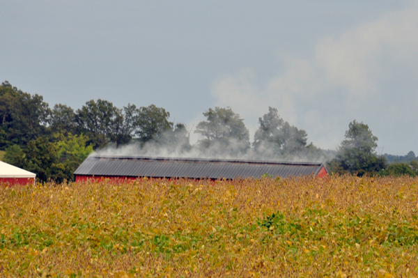 smoking tobacco barn