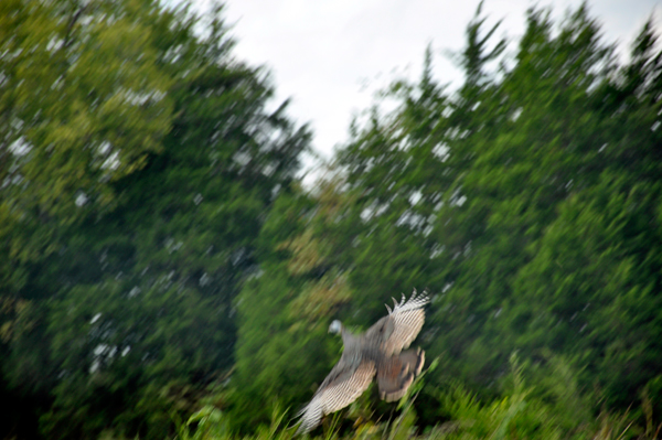 Flying wild turkeys