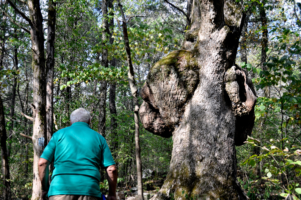 a big burl on a tree