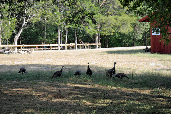 Wild turkeys