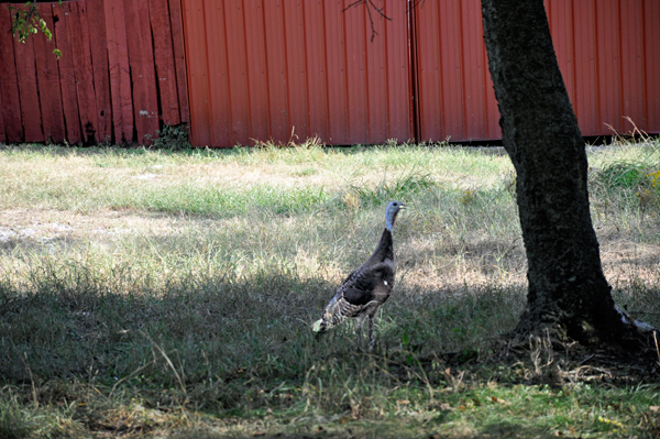 Wild turkeys