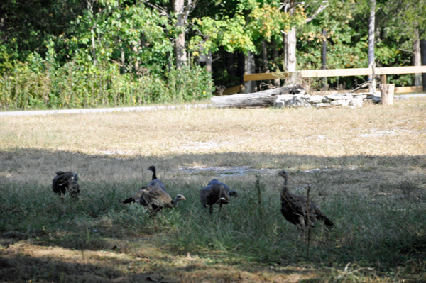 Wild turkeys