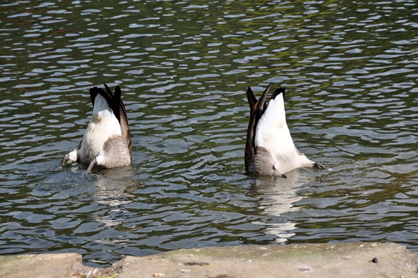 Duck butts