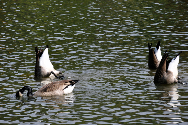 Duck butts