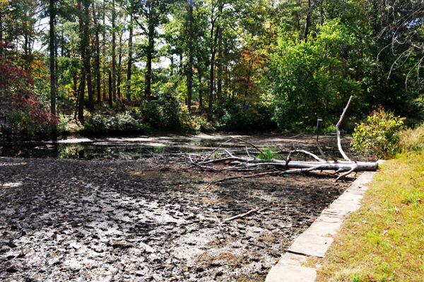 blockage on Byrd Creek